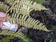 Athyrium angustum