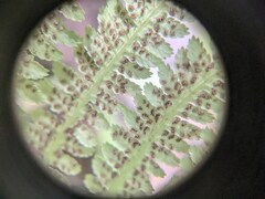 Athyrium angustum