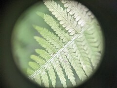 Athyrium angustum