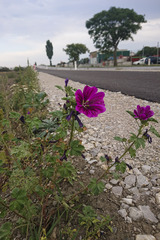 Malva sylvestris mauritiana