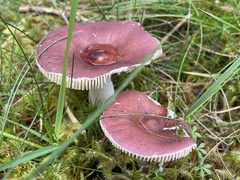 Russula sanguinea
