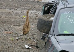 Botaurus lentiginosus