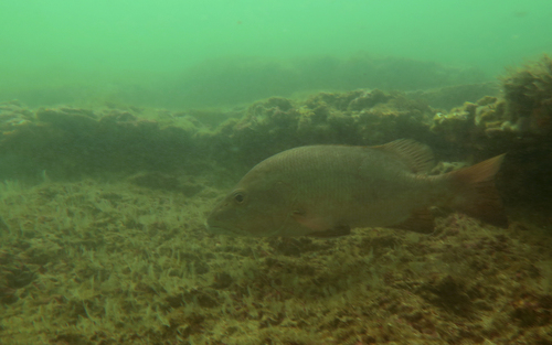 African red snapper (Lutjanus agennes) — Lutjanidae