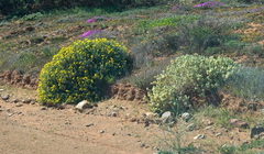 Atriplex lindleyi inflata