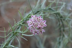 Funastrum heterophyllum