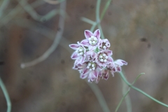 Funastrum heterophyllum