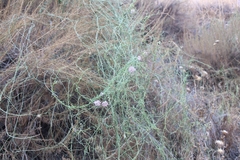 Funastrum heterophyllum