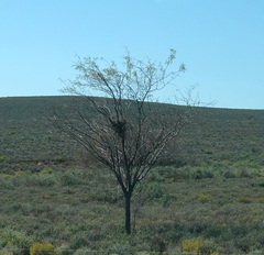 Prosopis glandulosa