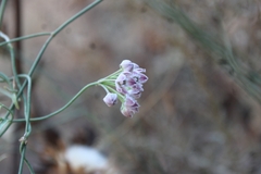 Funastrum heterophyllum