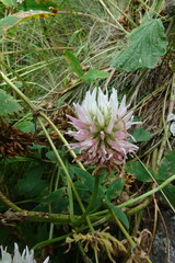Trifolium ambiguum