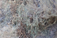 Funastrum heterophyllum