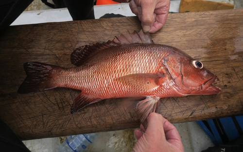 African brown snapper (Lutjanus dentatus) — Lutjanidae