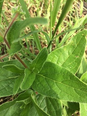 Trichodesma inaequale