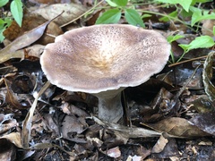 Polyporus tuberaster
