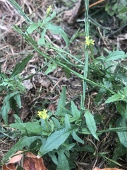 Sisymbrium officinale