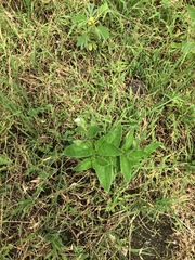 Trichodesma inaequale