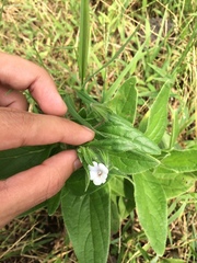 Trichodesma inaequale