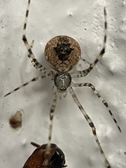 Cryptachaea gigantipes