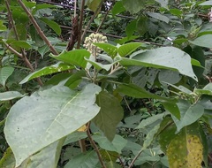 Solanum erianthum