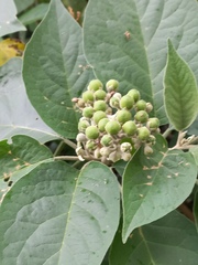 Solanum erianthum
