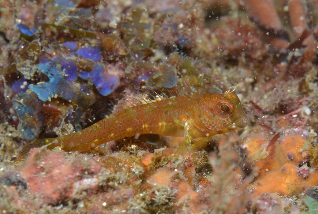 Sierra Leone blenny (Parablennius sierraensis) — Blenniidae