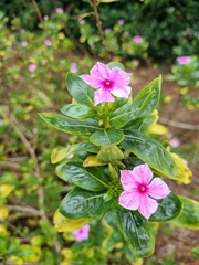Catharanthus roseus