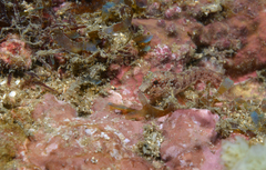 Parablennius sierraensis