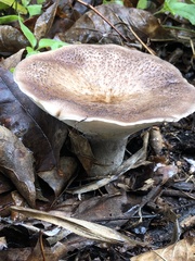 Polyporus tuberaster