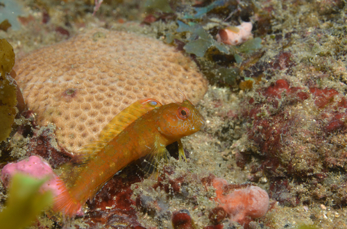 Sierra Leone blenny (Parablennius sierraensis) — Blenniidae — 2