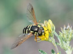 Chrysotoxum festivum