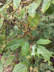 Dendrolobium thorelii