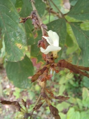 Dendrolobium thorelii