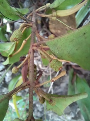 Loranthaceae
