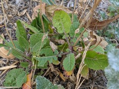 Brassicaceae