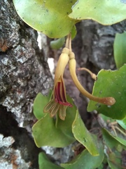 Loranthaceae