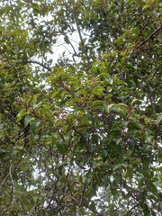 Loranthaceae