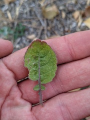 Brassicaceae