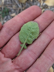 Brassicaceae