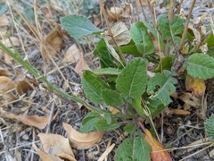Brassicaceae