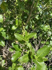 Coprosma macrocarpa minor