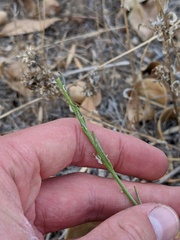Brassicaceae
