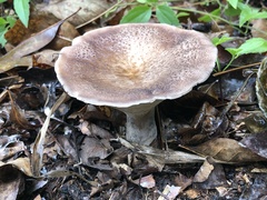 Polyporus tuberaster