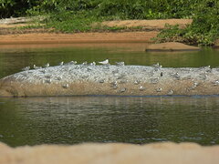 Chlidonias