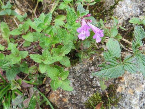 Clinopodium macranthum iNat (2)
