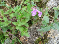 Clinopodium macranthum