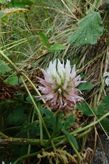 Trifolium ambiguum
