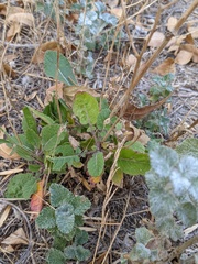 Brassicaceae