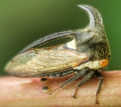 Leptocentrus