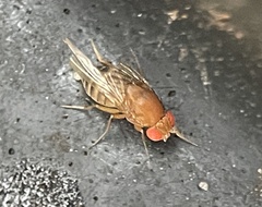 Drosophilidae