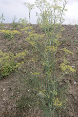 Anethum graveolens